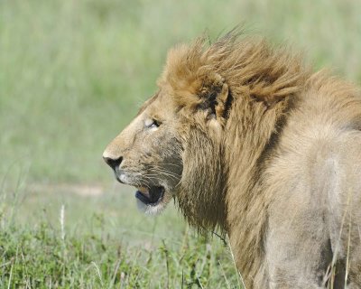 Lion, Male, Head-011313-Maasai Mara National Reserve, Kenya-#2676.jpg