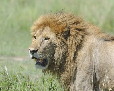 Lion, Male, Head-011313-Maasai Mara National Reserve, Kenya-#2681.jpg