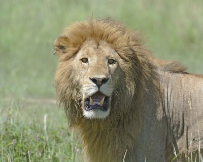 Lion, Male, Head-011313-Maasai Mara National Reserve, Kenya-#2691.jpg