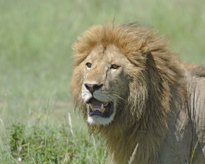 Lion, Male, Head-011313-Maasai Mara National Reserve, Kenya-#2693.jpg
