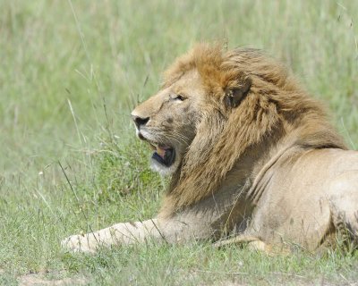 Lion, Male, Head-011313-Maasai Mara National Reserve, Kenya-#2814.jpg