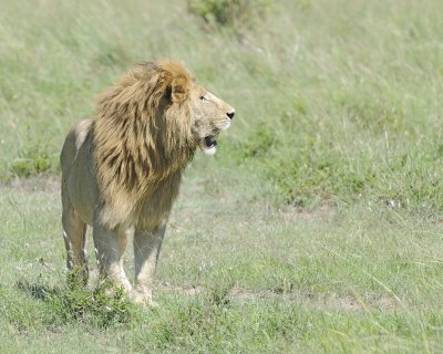 Lion, Male-011313-Maasai Mara National Reserve, Kenya-#2402.jpg