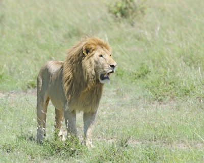 Lion, Male-011313-Maasai Mara National Reserve, Kenya-#2405.jpg
