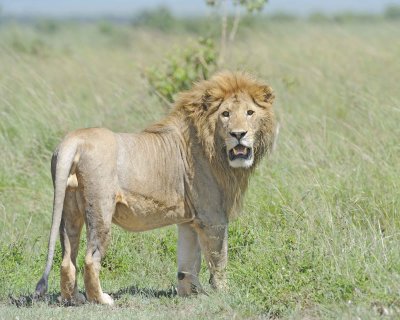 Lion, Male-011313-Maasai Mara National Reserve, Kenya-#2419.jpg