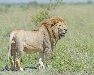 Lion, Male-011313-Maasai Mara National Reserve, Kenya-#2423.jpg