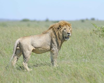Lion, Male-011313-Maasai Mara National Reserve, Kenya-#2426.jpg