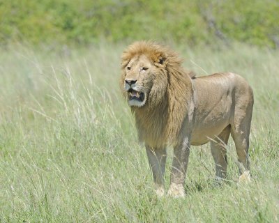 Lion, Male-011313-Maasai Mara National Reserve, Kenya-#2437.jpg
