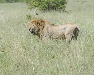 Lion, Male-011313-Maasai Mara National Reserve, Kenya-#2656.jpg