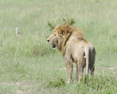 Lion, Male-011313-Maasai Mara National Reserve, Kenya-#2743.jpg