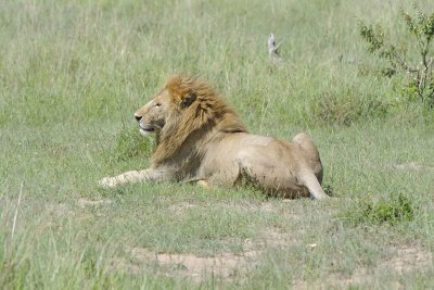 Lion, Male-011313-Maasai Mara National Reserve, Kenya-#2744.jpg