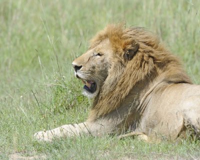 Lion, Male-011313-Maasai Mara National Reserve, Kenya-#2815.jpg