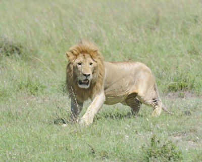 Lion, Male-011313-Maasai Mara National Reserve, Kenya-#2847.jpg
