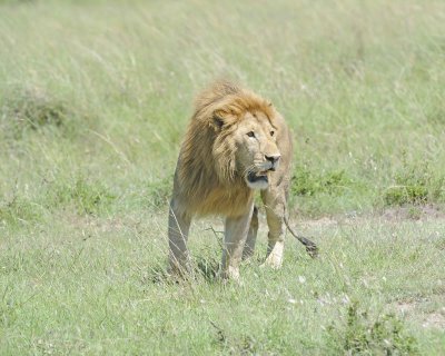 Lion, Male-011313-Maasai Mara National Reserve, Kenya-#2852.jpg