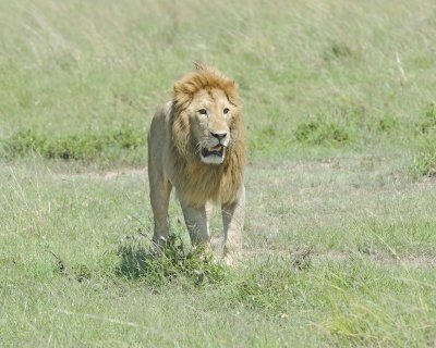 Lion, Male-011313-Maasai Mara National Reserve, Kenya-#2864.jpg
