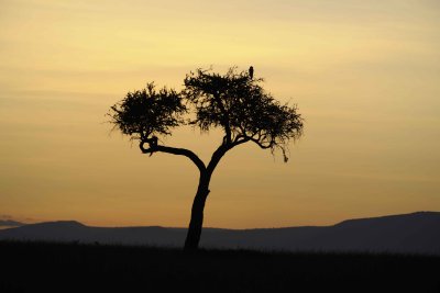 Sunrise-011313-Maasai Mara National Reserve, Kenya-#0052.jpg