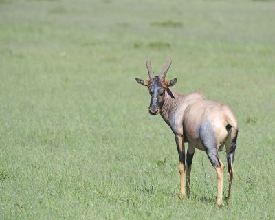 Topi-011313-Maasai Mara National Reserve, Kenya-#2323.jpg