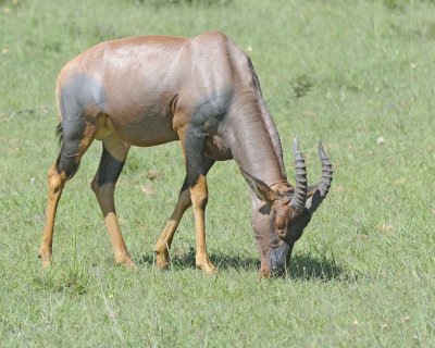 Topi-011313-Maasai Mara National Reserve, Kenya-#3015.jpg