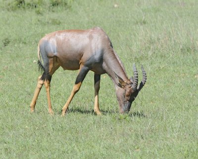 Topi-011313-Maasai Mara National Reserve, Kenya-#3051.jpg