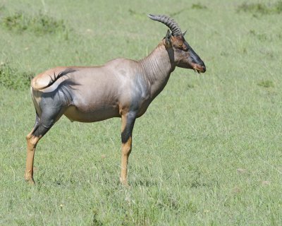 Topi-011313-Maasai Mara National Reserve, Kenya-#3083.jpg