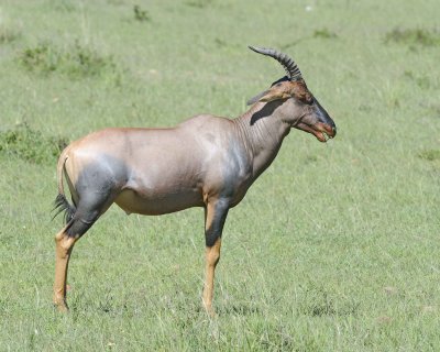 Topi-011313-Maasai Mara National Reserve, Kenya-#3088.jpg