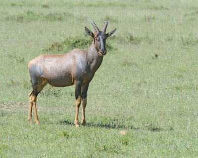 Topi-011313-Maasai Mara National Reserve, Kenya-#3094.jpg