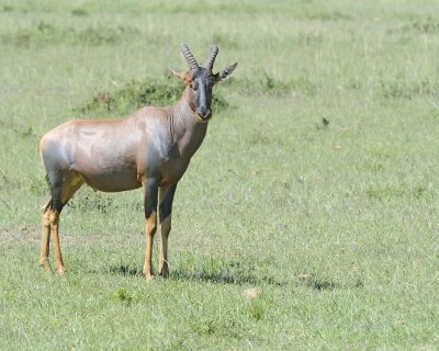 Topi-011313-Maasai Mara National Reserve, Kenya-#3098.jpg