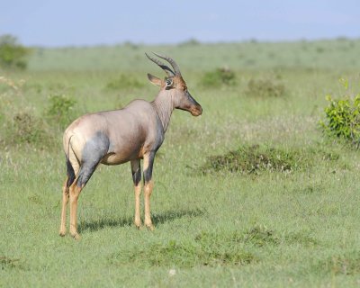 Topi-011313-Maasai Mara National Reserve, Kenya-#3990.jpg