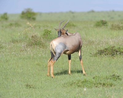 Topi-011313-Maasai Mara National Reserve, Kenya-#3994.jpg