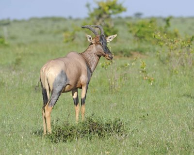 Topi-011313-Maasai Mara National Reserve, Kenya-#3996.jpg