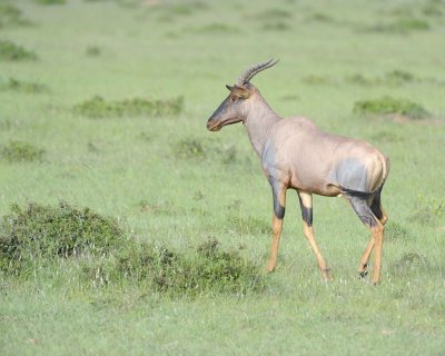 Topi-011313-Maasai Mara National Reserve, Kenya-#4207.jpg