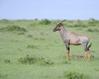 Topi-011313-Maasai Mara National Reserve, Kenya-#4259.jpg
