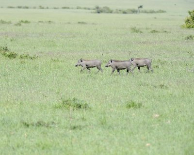 Warthog, 3-011313-Maasai Mara National Reserve, Kenya-#2381.jpg