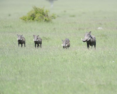 Warthog, 4-011313-Maasai Mara National Reserve, Kenya-#2370.jpg