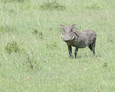Warthog-011313-Maasai Mara National Reserve, Kenya-#3025.jpg