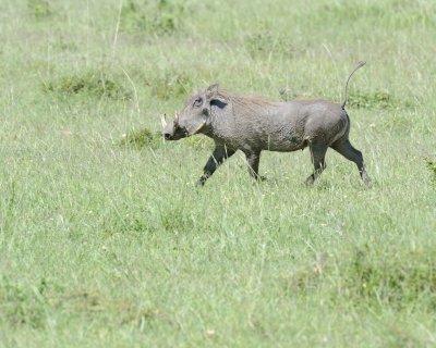 Warthog-011313-Maasai Mara National Reserve, Kenya-#3038.jpg