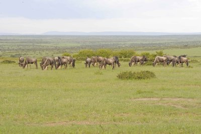 Wildebeest, White-bearded, Herd-011313-Maasai Mara National Reserve, Kenya-#3472.jpg