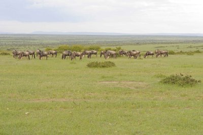 Wildebeest, White-bearded, Herd-011313-Maasai Mara National Reserve, Kenya-#3480.jpg