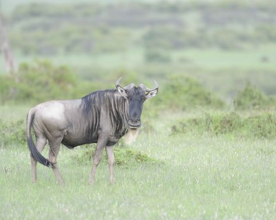 Wildebeest, White-bearded-011313-Maasai Mara National Reserve, Kenya-#4440.jpg