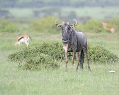 Wildebeest, White-bearded-011313-Maasai Mara National Reserve, Kenya-#4445.jpg