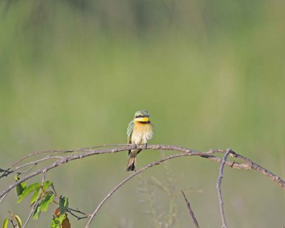 Bee-eater, Little-011413-Maasai Mara National Reserve, Kenya-#4465.jpg