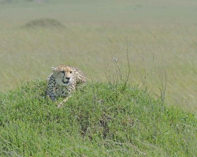 Cheetah, Female-011413-Maasai Mara National Reserve, Kenya-#2734.jpg