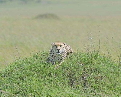 Cheetah, Female-011413-Maasai Mara National Reserve, Kenya-#2739.jpg