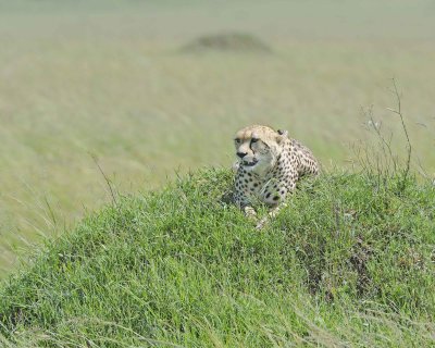 Cheetah, Female-011413-Maasai Mara National Reserve, Kenya-#2755.jpg