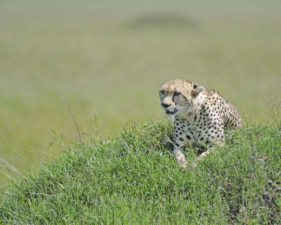 Cheetah, Female-011413-Maasai Mara National Reserve, Kenya-#3073.jpg