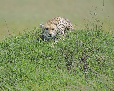 Cheetah, Female-011413-Maasai Mara National Reserve, Kenya-#3148.jpg
