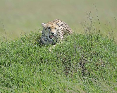 Cheetah, Female-011413-Maasai Mara National Reserve, Kenya-#3150.jpg