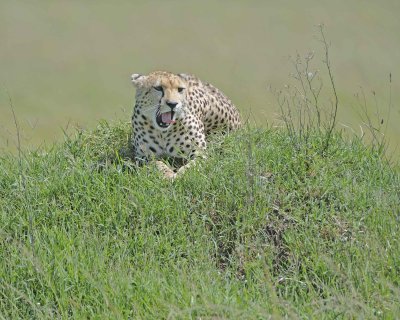 Cheetah, Female-011413-Maasai Mara National Reserve, Kenya-#3162.jpg
