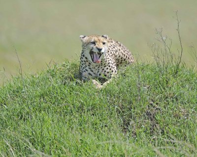 Cheetah, Female-011413-Maasai Mara National Reserve, Kenya-#3170.jpg