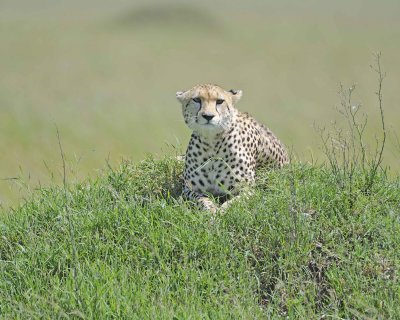 Cheetah, Female-011413-Maasai Mara National Reserve, Kenya-#3190.jpg