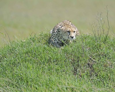 Cheetah, Female-011413-Maasai Mara National Reserve, Kenya-#3201.jpg